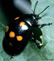 Attēlu rezultāti vaicājumam “Bayeriola thymicola”