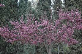 Attēlu rezultāti vaicājumam “Cercis siliquastrum”