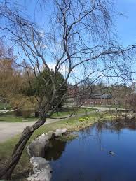 Attēlu rezultāti vaicājumam “Salix daphnoides subsp. acutifolia”