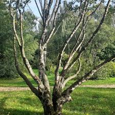 Attēlu rezultāti vaicājumam “Betula pendula var. carelica”