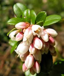 Attēlu rezultāti vaicājumam “Oenothera rubricauli bud”