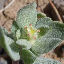 Attēlu rezultāti vaicājumam “Atriplex calotheca leaf”