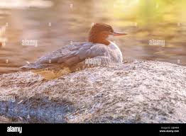 Attēlu rezultāti vaicājumam “Mergus merganser juvenile”