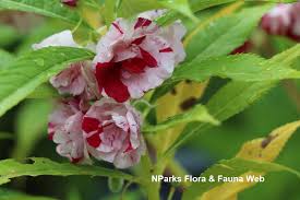 Image result for Impatiens balsamina