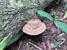 Attēlu rezultāti vaicājumam “Fomes fomentarius”