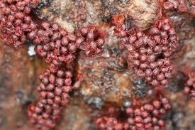 Attēlu rezultāti vaicājumam “Metatrichia vesparia”