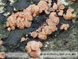 Attēlu rezultāti vaicājumam “Neobulgaria pura”