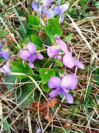 Attēlu rezultāti vaicājumam “Viola hirta”