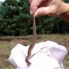 Attēlu rezultāti vaicājumam “Vipera berus adult”