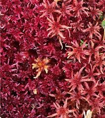 Attēlu rezultāti vaicājumam “Sphagnum riparium”