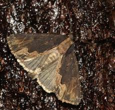 Attēlu rezultāti vaicājumam “Dypterygia scabriuscula”