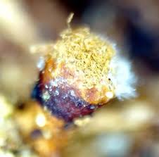 Attēlu rezultāti vaicājumam “Trichia botrytis var. cerifera stalked”