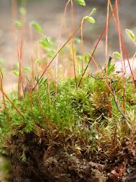 Attēlu rezultāti vaicājumam “Bryum rubens”