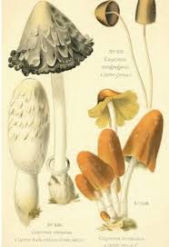 Image result for coprinus