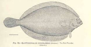 Image result for Glyptocephalus cynoglossus