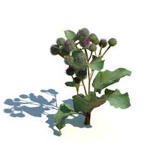 Attēlu rezultāti vaicājumam “Arctium tomentosum”