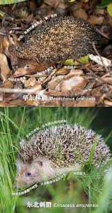 Attēlu rezultāti vaicājumam “Erinaceus sp.”