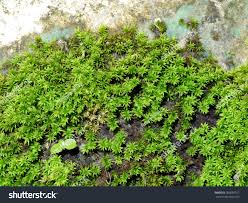 Attēlu rezultāti vaicājumam “Leucobryum glaucum”