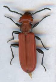 Attēlu rezultāti vaicājumam “Cucujidae”