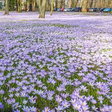 Attēlu rezultāti vaicājumam “Crocus tommasinianus”