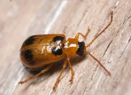 Attēlu rezultāti vaicājumam “Phyllobrotica quadrimaculata”