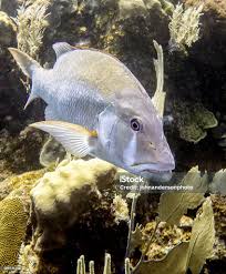 Image result for Lutjanus jocu