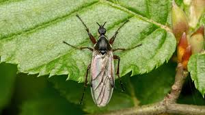 Attēlu rezultāti vaicājumam “Bibionidae”