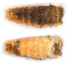 Attēlu rezultāti vaicājumam “Archips podana female”