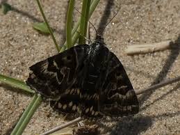 Attēlu rezultāti vaicājumam “Callistege mi”