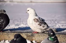 Attēlu rezultāti vaicājumam “Columba livia f. domestica adult”