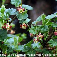 Attēlu rezultāti vaicājumam “Ribes uva-crispa flower”