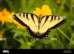 Attēlu rezultāti vaicājumam “Papilionidae”