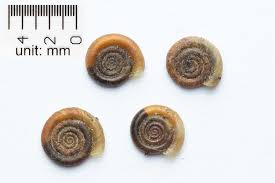 Attēlu rezultāti vaicājumam “Planorbidae”