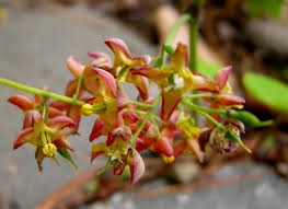 Attēlu rezultāti vaicājumam “Epimedium alpinum”