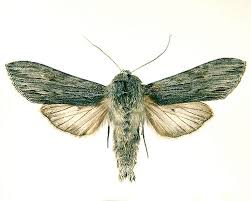 Attēlu rezultāti vaicājumam “Cucullia lucifuga”