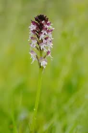 Attēlu rezultāti vaicājumam “Orchis ustulata flower”