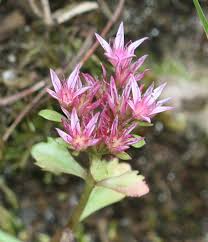 Attēlu rezultāti vaicājumam “Phedimus spurius flower”