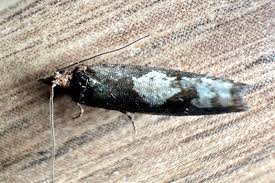 Attēlu rezultāti vaicājumam “Epinotia trigonella”