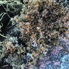 Attēlu rezultāti vaicājumam “Biatoropsis usnearum”