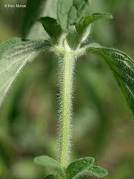 Attēlu rezultāti vaicājumam “Clinopodium vulgare fruit”