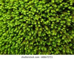 Attēlu rezultāti vaicājumam “Dichodontium pellucidum macro”