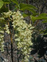 Attēlu rezultāti vaicājumam “Humulus lupulus”