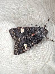 Attēlu rezultāti vaicājumam “Melanchra persicariae imago”