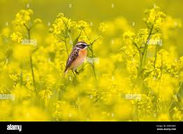 Attēlu rezultāti vaicājumam “Saxicola rubetra adult”