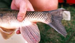 Image result for Catostomus commersonii
