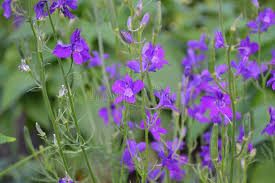 Attēlu rezultāti vaicājumam “Consolida regalis leaf”