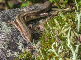 Attēlu rezultāti vaicājumam “Lacerta vivipara”