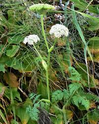 Attēlu rezultāti vaicājumam “Conioselinum tataricum”