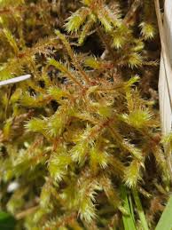 Attēlu rezultāti vaicājumam “Rhytidiadelphus triquetrus sporophyte”