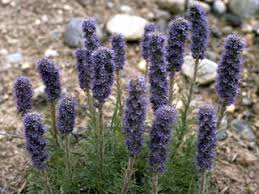 Image result for Phacelia